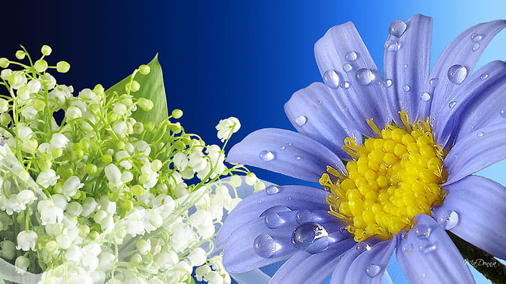 Frescura das flores, flores azuis e brancas, lírio do vale, primavera, shasta, azul, gotas de orvalho, fresco, gerbera, verão, chuva, margarida, natureza e natureza, HD papel de parede