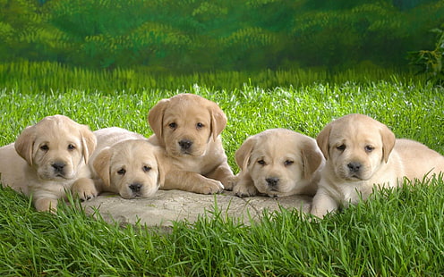 Köpekler, köpekler, köpek yavrusu, doğa, çimen, yeşil, sevimli, hayvanlar, köpek yavruları, çok güzel, HD masaüstü duvar kağıdı HD wallpaper