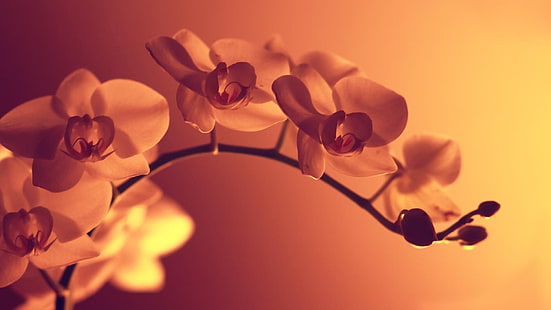 flor de pétalos blancos, flores, macro, naturaleza, plantas, Fondo de pantalla HD HD wallpaper