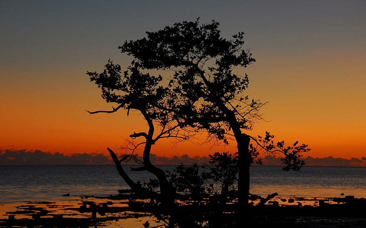 silueta del árbol en la costa en el crepúsculo, árbol, orilla, silueta, crepúsculo, Fondo de pantalla HD
