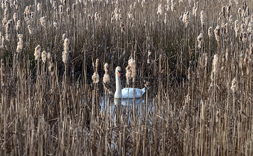  lake, reed, Swan, HD wallpaper HD wallpaper