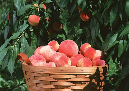 banyak buah persik merah, persik, keranjang, panen, Wallpaper HD HD wallpaper