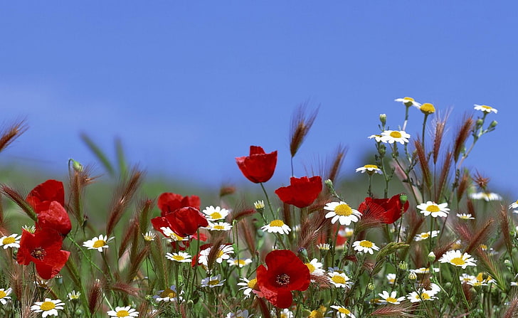 red poppy and white chamomile flowers, poppies, daisies, spikes, field, summer, sky, HD wallpaper