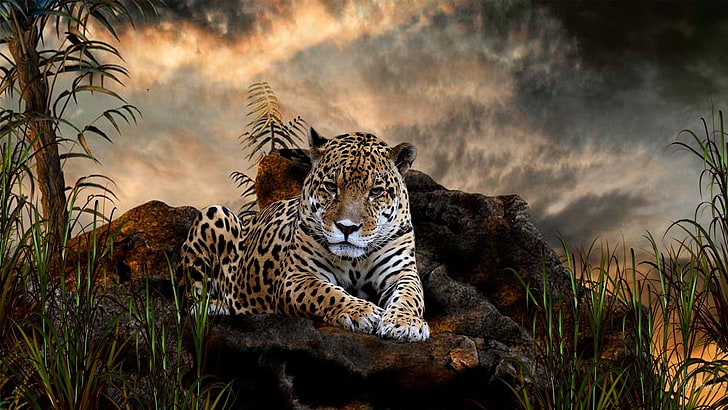animals, jaguars, big cats, nature, mist, HD wallpaper