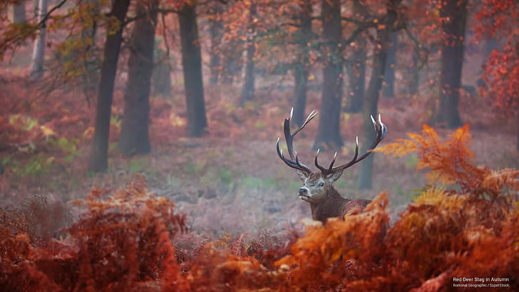 Red Deer Stag in Autumn, Fall, HD wallpaper