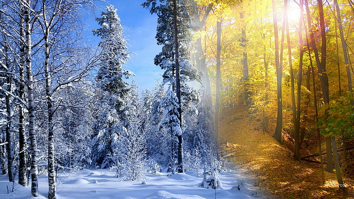 Fall Winter Collide, sunshine, fall, trees, forest, snowing, collage, snow, winter, sunllight, autumn, 3d and abstract, HD wallpaper