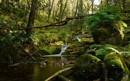 Forest Jungle Green Stream Rocks Stones Moss HD, ธรรมชาติ, สีเขียว, ป่า, หิน, หิน, สตรีม, มอส, ป่า, วอลล์เปเปอร์ HD HD wallpaper