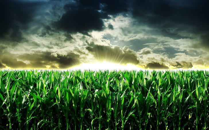 Восход на кукурузном поле, кукурузное поле, природа, 1920x1200, облако, восход, поле, кукуруза, HD обои