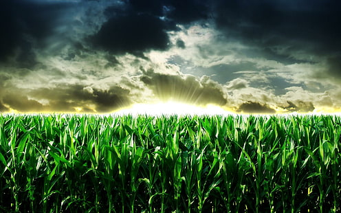 Изгрев на царевичното поле, царевично поле, природа, 1920x1200, облак, изгрев, поле, царевица, HD тапет HD wallpaper