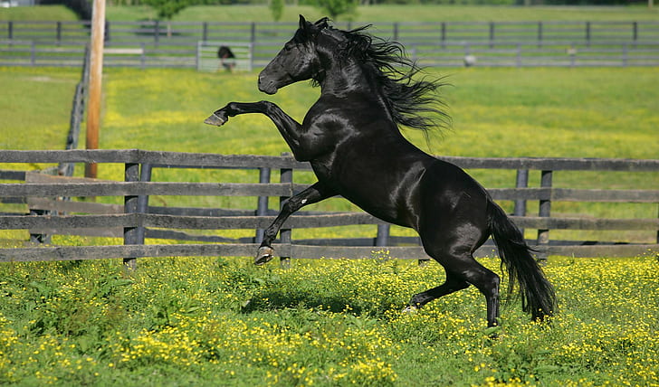 Black horse corral, black horse, horse corral, grass, flowers, horse, HD wallpaper