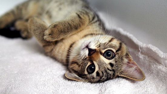 Słodki kotek patrzy na ciebie, brązowy pręgowany kot, zwierzęta, 1920 x 1080, kotek, Tapety HD HD wallpaper