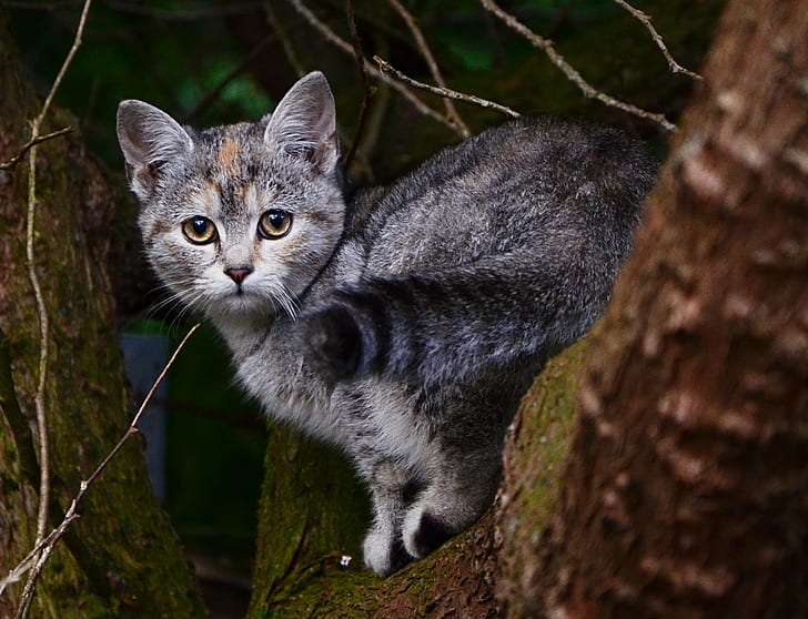 black and gray tabby cat on tree trunk, Katze, im, black and gray, tabby cat, tree trunk, Katzen, woods, cats, kittens, kitty, catkin, sweet, cute, animals, Tiere, natur, nature, epic, ängstlich, mammals, outdoor, outside, nikkor, nikon  d5100, animal, domestic Cat, pets, outdoors, mammal, HD wallpaper