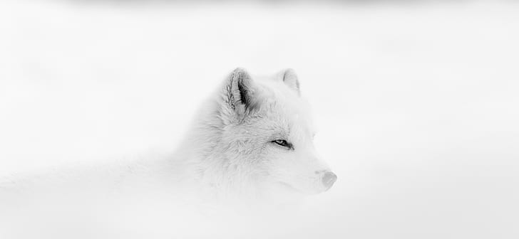 lobo, paisaje, pinos, zorro ártico, Fondo de pantalla HD