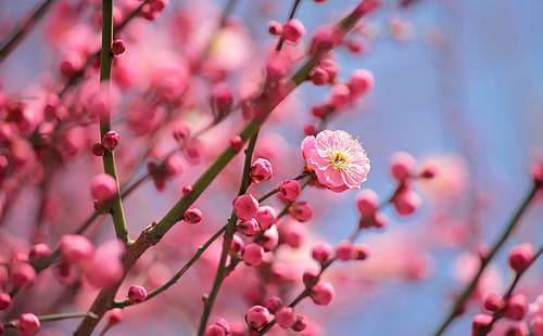 Kwitnące śliwki, różowe kwiaty wiśni w ciągu dnia w fotografii selektywnej ostrości, pory roku, wiosna, różowy, kwiaty, drzewo, pora roku, gałęzie, kwiat, śliwka, kwiat śliwki, Tapety HD HD wallpaper