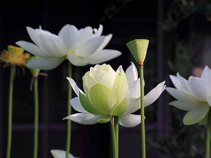 Lotus, bianco, steli, sfocatura, Sfondo HD HD wallpaper