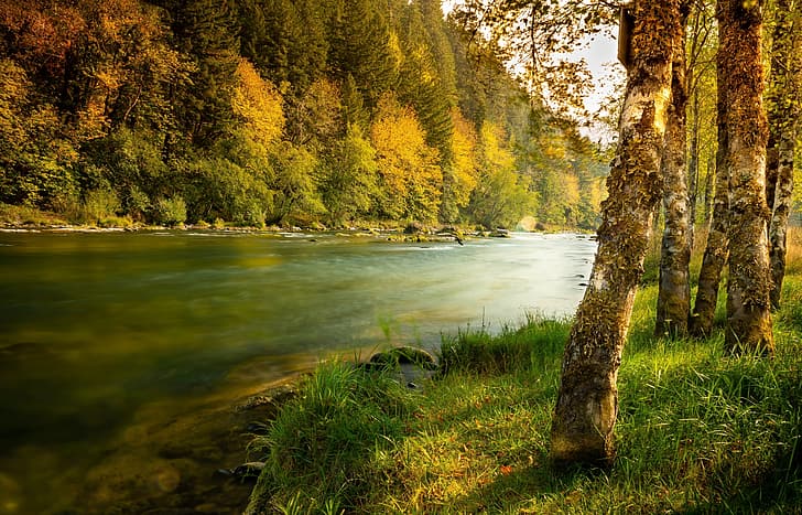 autumn, forest, grass, trees, landscape, nature, river, Bank, HD wallpaper