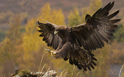Vögel, Steinadler, Tier, Adler, HD-Hintergrundbild HD wallpaper