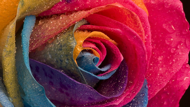drops, flowers, macro, multicolor, roses, water, HD wallpaper