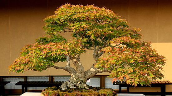planta, árbol, bonsai, planta de interior, árbol bonsai, Fondo de pantalla HD HD wallpaper