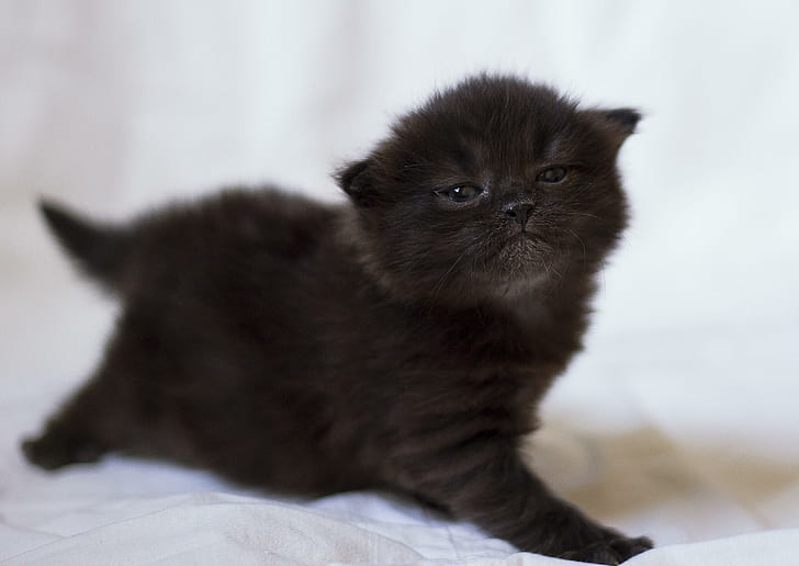 chaton, noir, séance photo, bébé, chaton, noir, séance photo, bébé, Fond d'écran HD