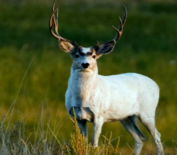 Mule Deer Buck, Mule, Deer, Buck, Beautiful, HD тапет