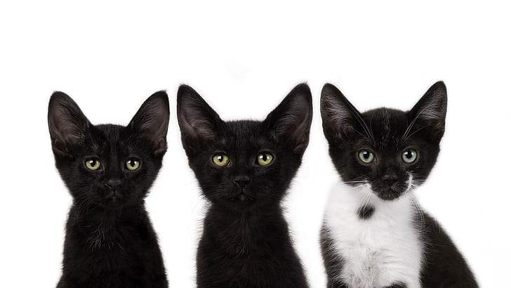 ثلاث قطط سوداء صغيرة ، ثلاثة ، صغيرة ، سوداء ، قطة، خلفية HD