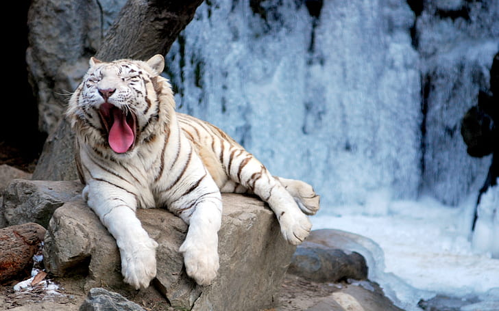 White Tiger Yawning, white brown and black tiger, white, yawning, tiger, animals, HD wallpaper