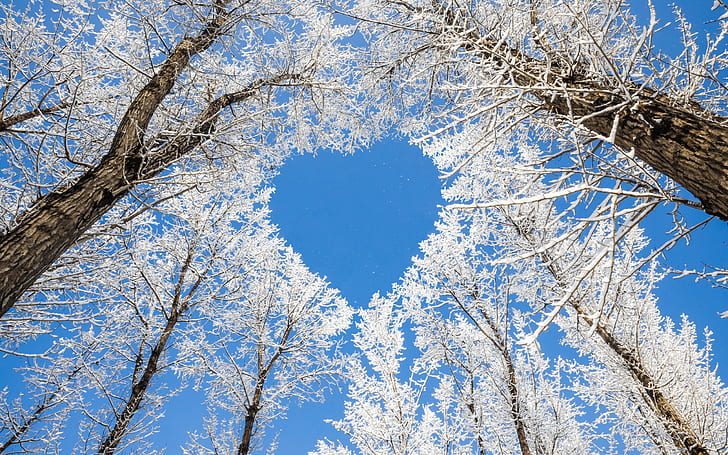 природа, лес, снег, сердце, голубой, деревья, чистое небо, зима, солнечный свет, HD обои