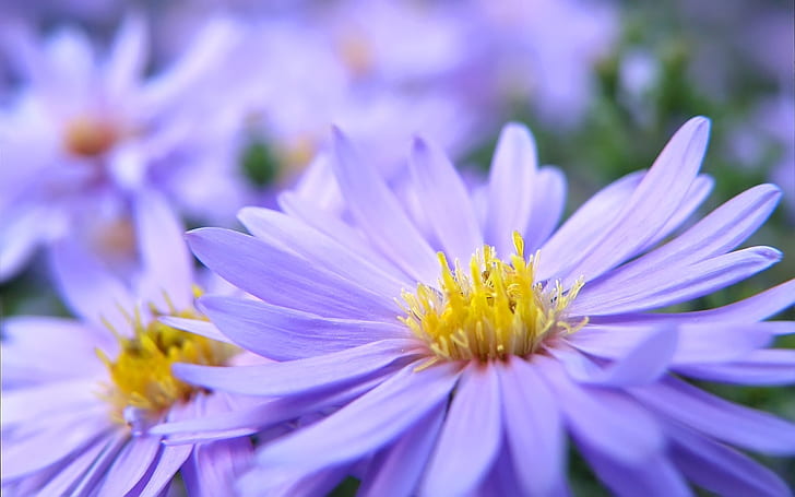 Macro de pétales de fleur pourpre, violet, fleur, pétales, macro, Fond d'écran HD