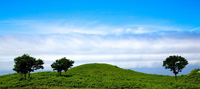 grüne Rasenfläche mit Bäumen, grünes Gras, Rasenfläche, Bäume, Hokkaido, Japan, Natur, Baum, draußen, Sommer, Himmel, Landschaft, HD-Hintergrundbild HD wallpaper