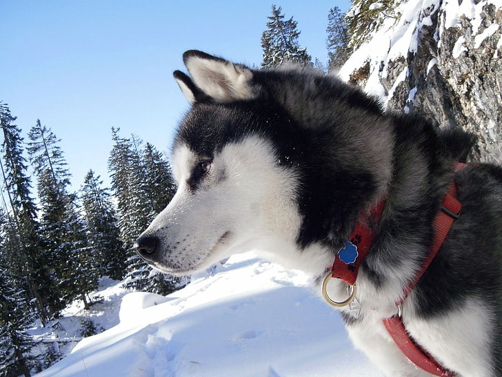 adult black and white Siberian husky, laika, collar, snow, spotted, dog, HD wallpaper