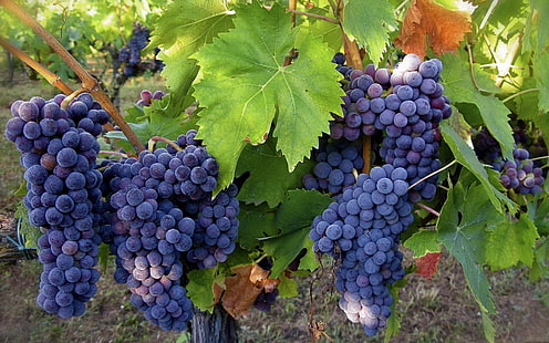 фиолетовый виноград, виноград, листья, урожай, фрукты, HD обои HD wallpaper
