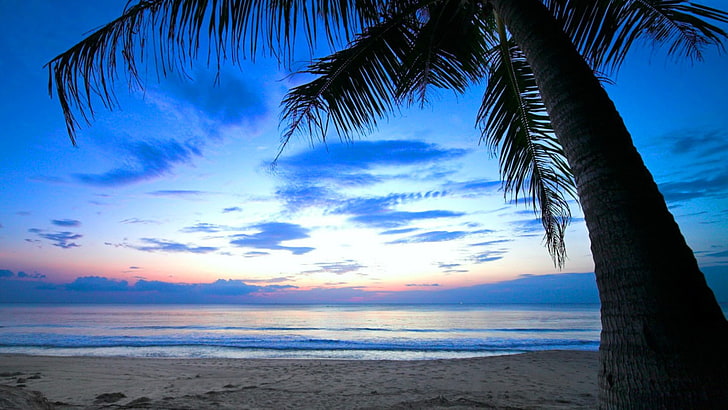 palm, sky, sea, horizon, tropics, sunset, caribbean, palm tree, ocean, shore, arecales, beach, dusk, vacation, calm, evening, HD wallpaper