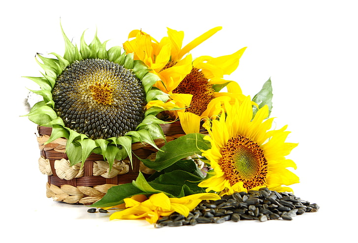 three yellow and green sunflower flowers, basket, flowers, sunflowers, sunflower seeds, white background, HD wallpaper