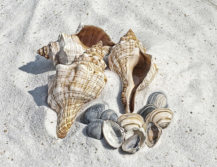 貝殻のイラストHD壁紙無料ダウンロード | Wallpaperbetter