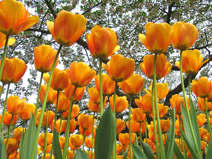orange-and-yellow tulip flowers, tulips, flowers, spring, trees, mood, HD wallpaper