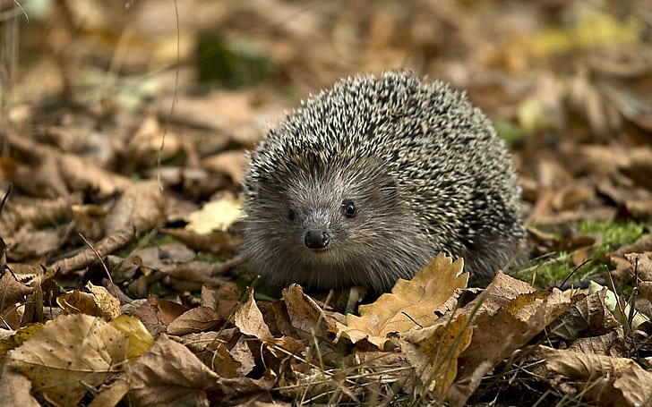 Little Hedgehog, hedgehog, HD wallpaper