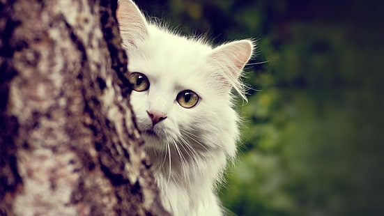 chat blanc, animaux, nature, chat, Maine Coon, Fond d'écran HD HD wallpaper