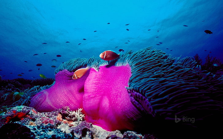 Australia Pink skunk clownfish and magnificent sea.., HD wallpaper