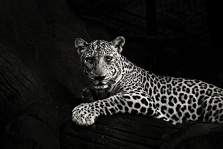 jaguar, bw, predator, sight, big cat, HD wallpaper