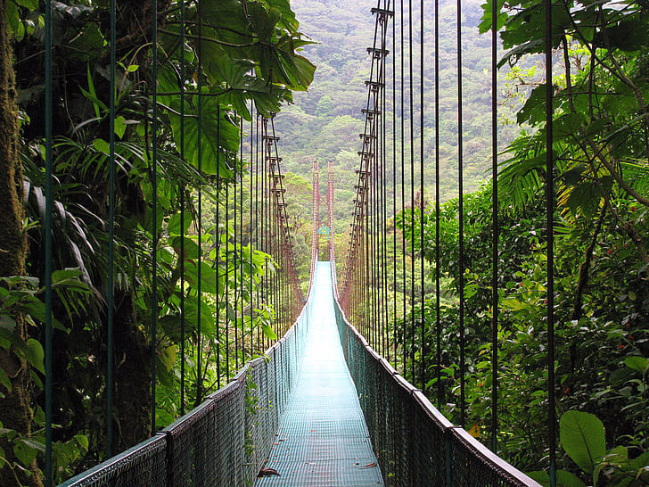 коричневый висячий мост, мост, лес, HD обои