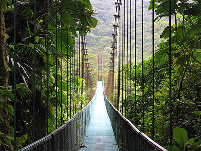 pont suspendu marron, pont, forêt, Fond d'écran HD HD wallpaper