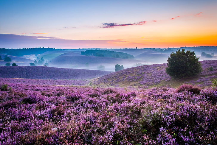cama de flores de color púrpura, niebla, amanecer, colinas, campo, mañana, espacio, prados, lavanda, Fondo de pantalla HD