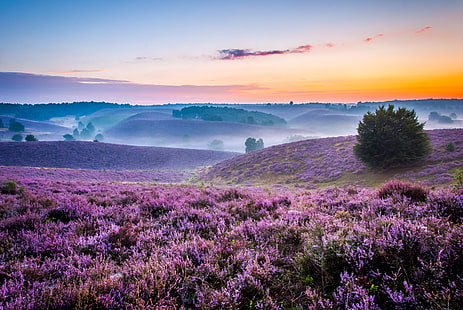 fioletowe łóżko kwiatów, mgła, świt, wzgórza, pole, poranek, przestrzeń, łąki, lawenda, Tapety HD HD wallpaper