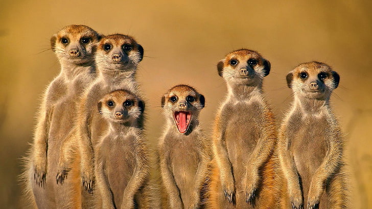 animals, face, family, Meerkats, nature, Open Mouth, HD wallpaper