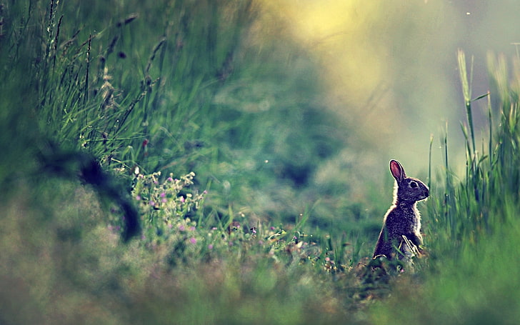 foto de foco seletivo de esquilo, coelho, grama, brilho, distância, luz solar, HD papel de parede