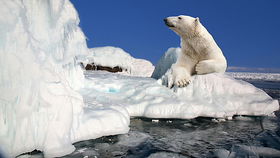 ホッキョクグマ、北極海、北極、クマ、凍結、極地の氷冠、氷冠、氷、海氷、氷山、融解、雪、氷河地形、氷河、 HDデスクトップの壁紙 HD wallpaper