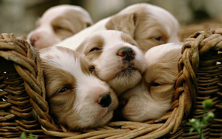 cucciolata a pelo corto bianco e marrone, cani, cuccioli, dormire, cestino, Sfondo HD