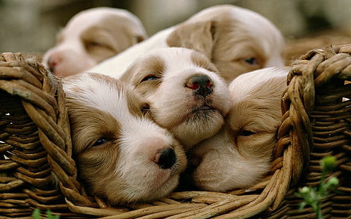 однотонный щенок бело-коричневого цвета, собаки, щенки, спящие, корзина, HD обои HD wallpaper