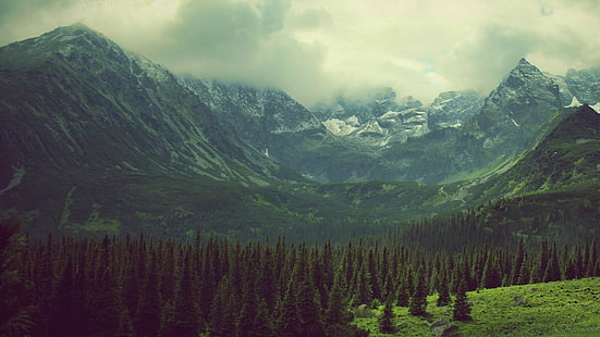 зеленые деревья и горы обои, лес, лесная поляна, горы, природа, HD обои HD wallpaper